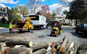 Why Choose Our Tree Removal Services in Bruceville Eddy, TX?