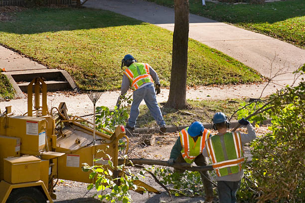 Bruceville Eddy, TX  Tree Services Company